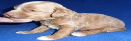 Cockapoo dogs for sale: Charlie - Ad 4