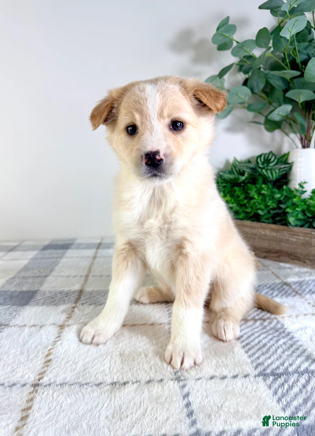 Mixed Breed dogs for sale: Sugar - Ad 2