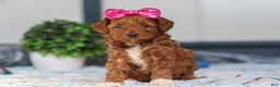 Mini Goldendoodle dogs for sale: Nikki - Ad 1