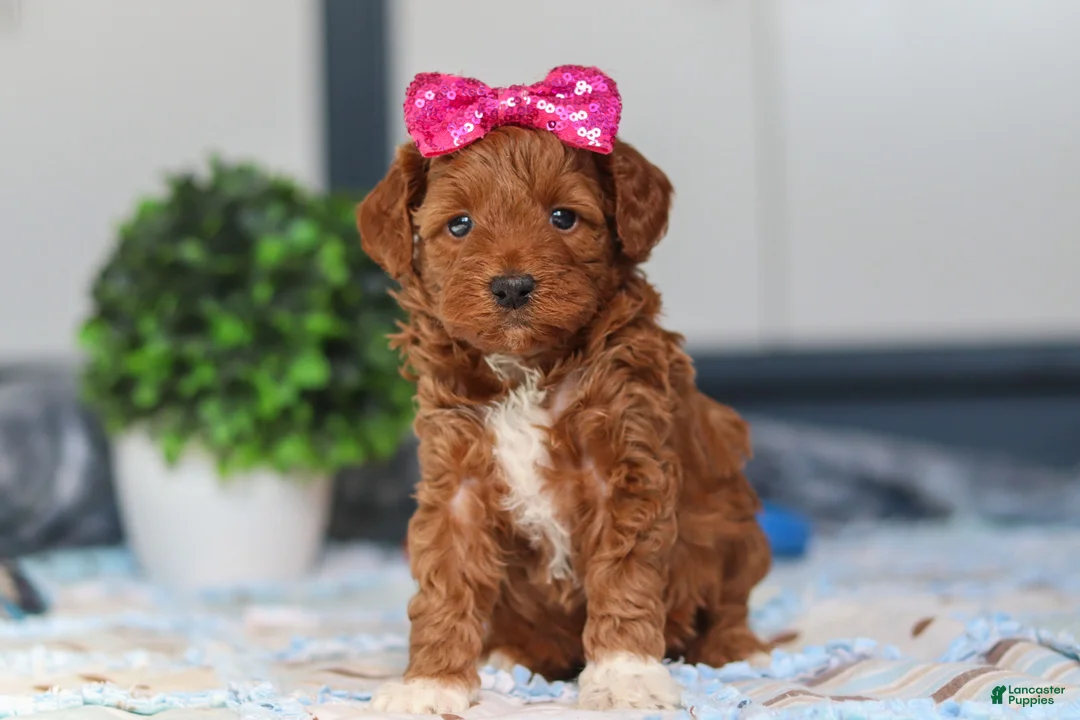 Mini Goldendoodle dogs for sale: Nikki - Ad 1