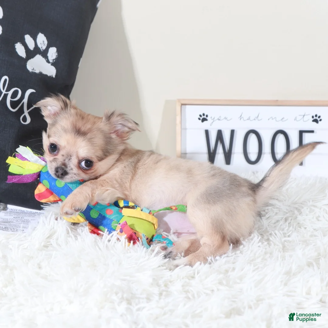 Chihuahua dogs for sale: Chihuahua Puppy Avery - Ad 2
