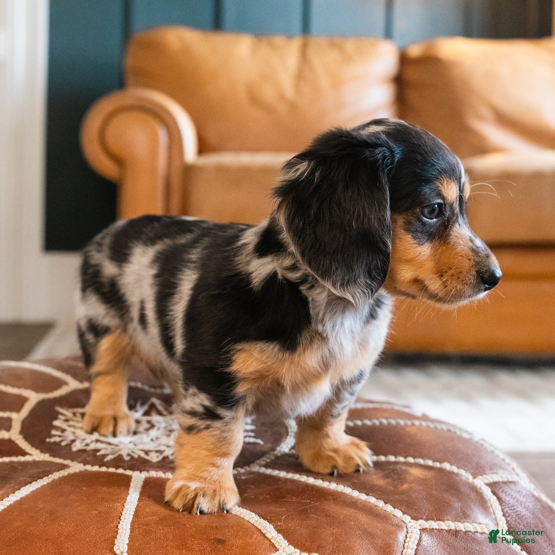 Dachshund dogs for sale: Dash - CHRISTMAS PUPPY! - Ad 9