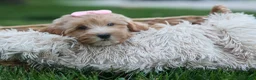 Havapoo dogs for sale: Ember 💛🐾 - Ad 6