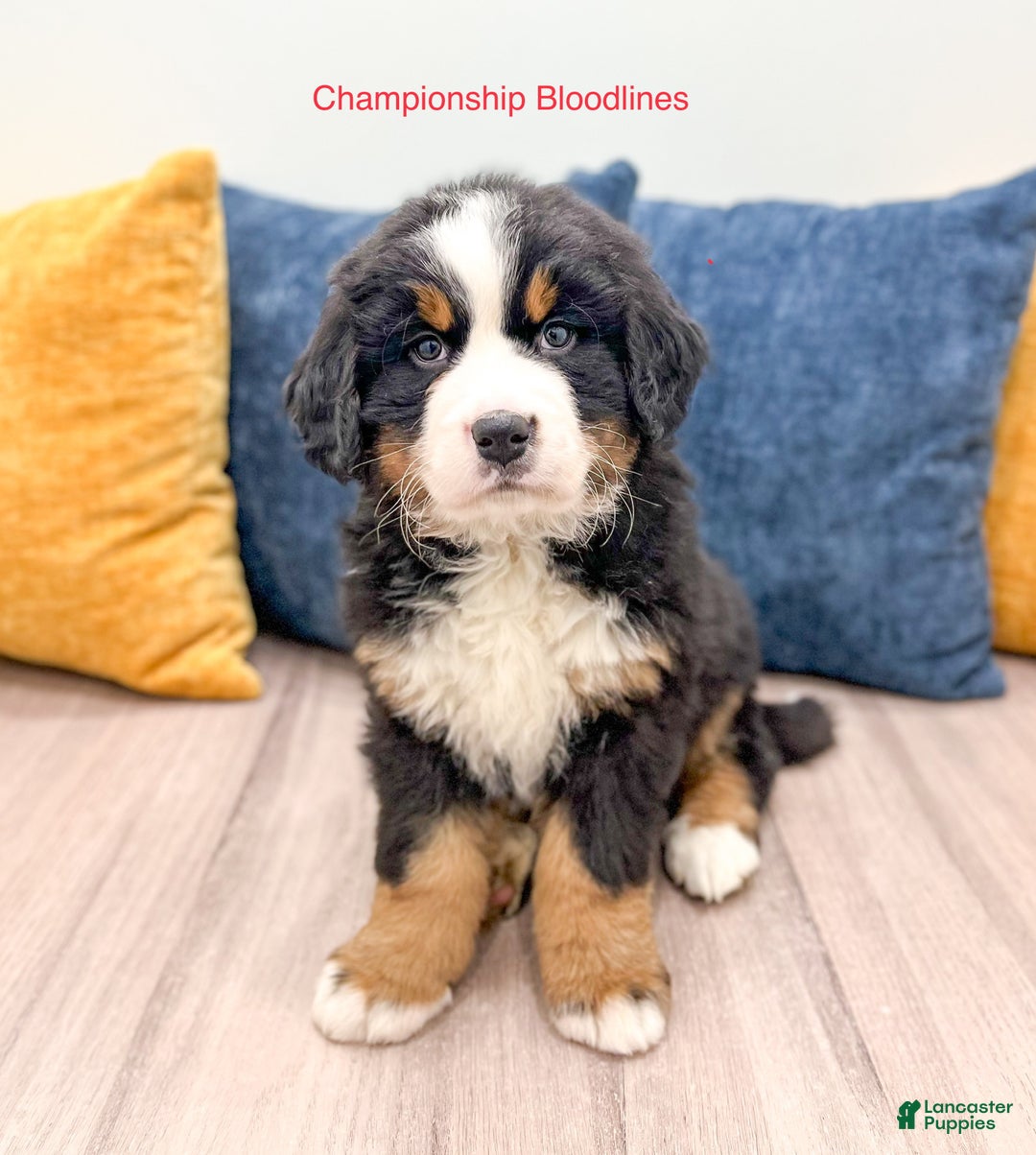 Bernese Mountain Dog dogs for sale: Cookie - Ad 1