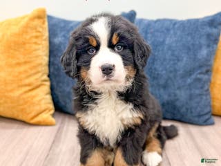 Bernese Mountain Dog dogs Cookie - Ad 26