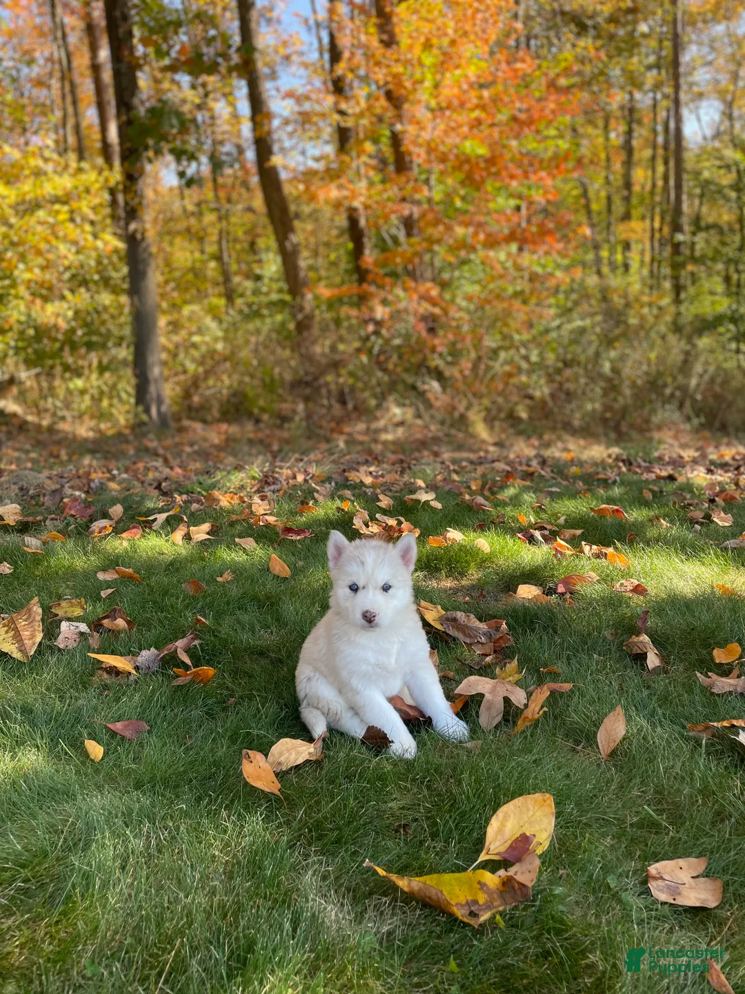 Gerberian Shepsky dogs for sale: Skye - Ad 2