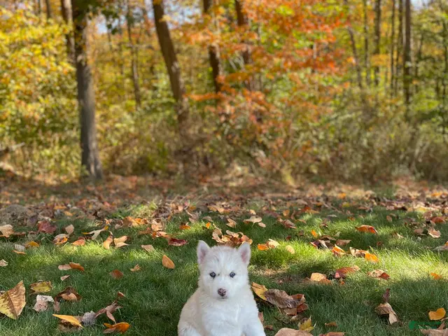 Gerberian Shepsky dogs for sale: Skye - Ad 2