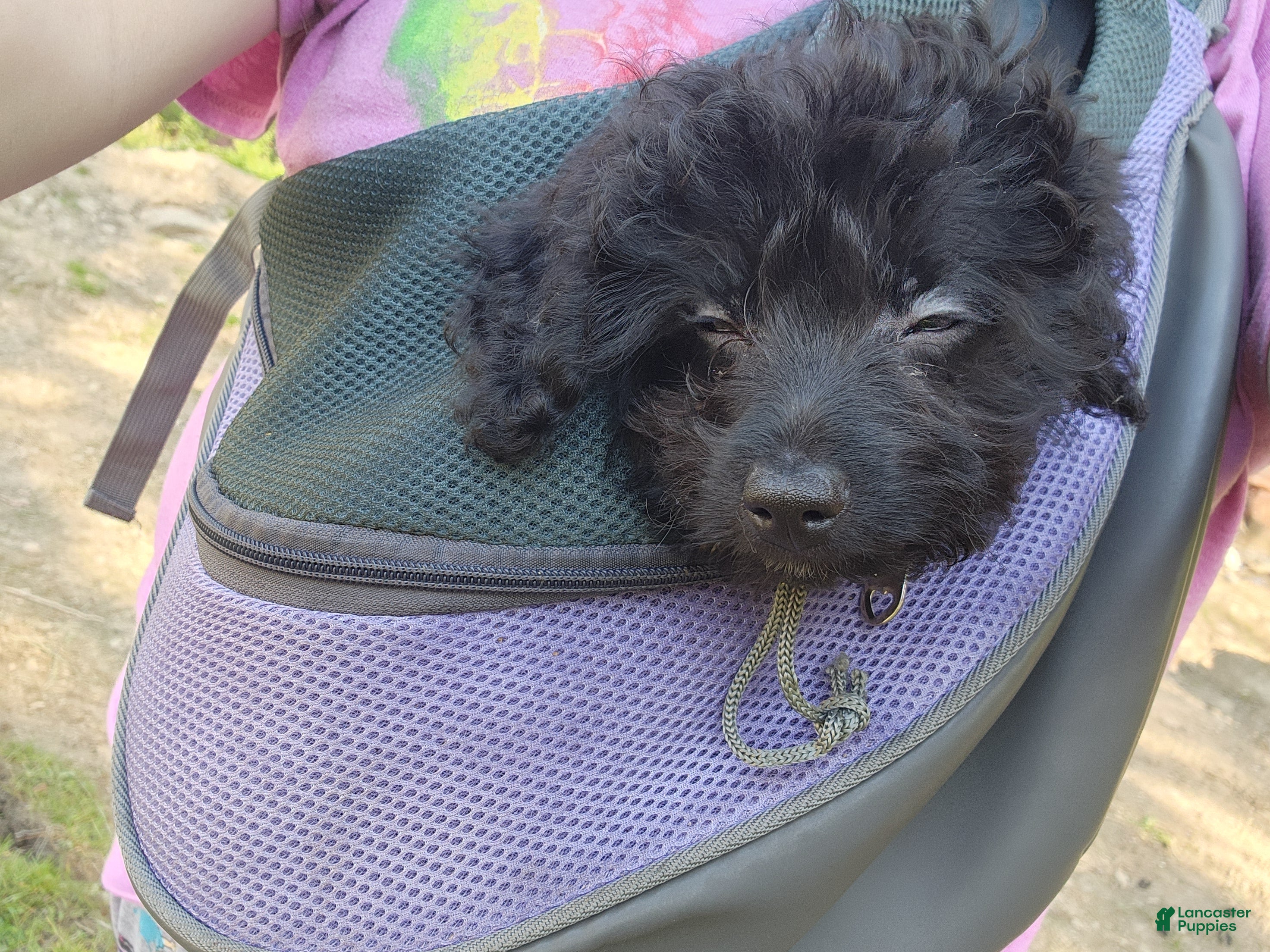 Pomapoo dogs Onyx  - Ad 1