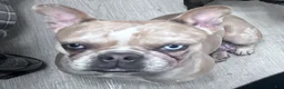 French Bulldog dogs for sale: French Bulldog 2 - Ad 4