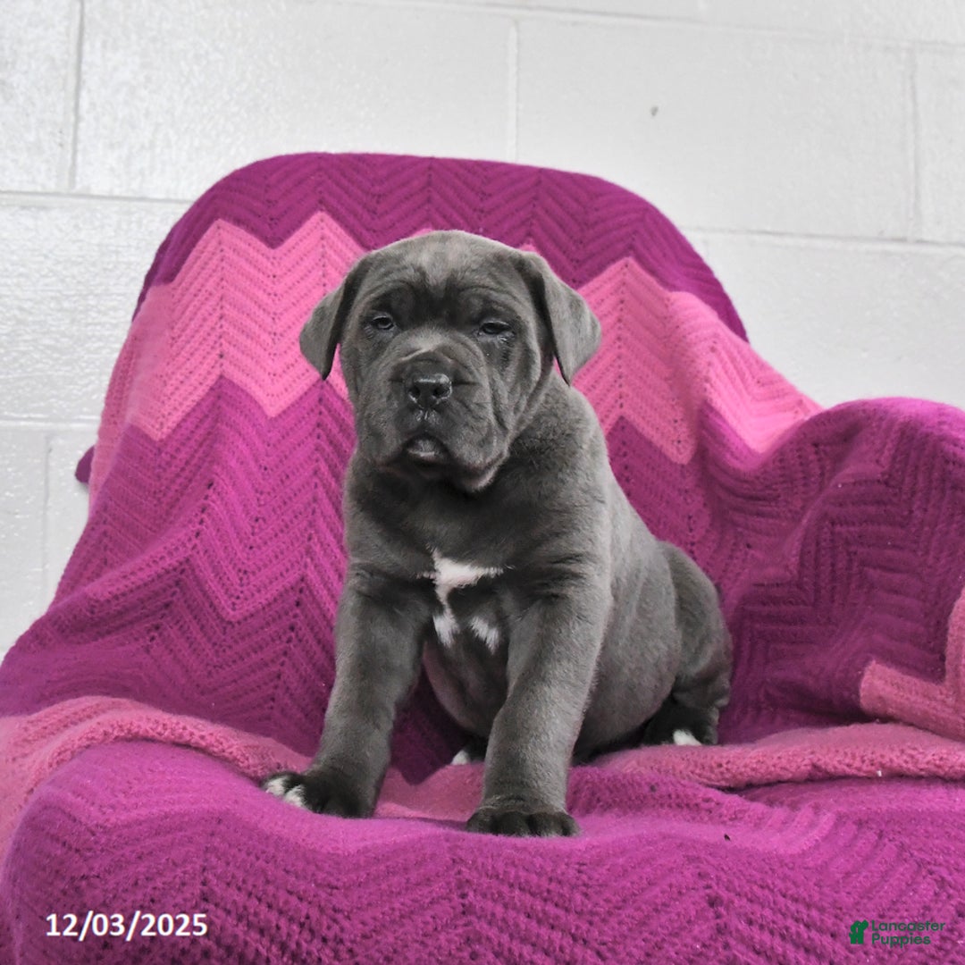 Cane Corso dogs for sale: Rex - Ad 3