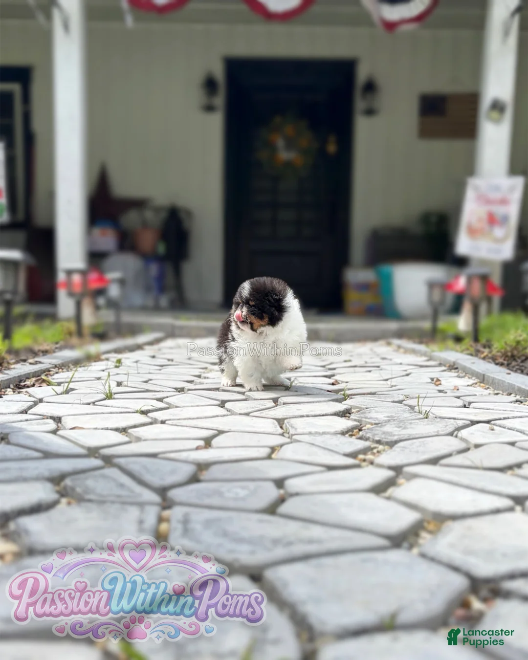 Pomeranian dogs for sale: Little Mars - Ad 2
