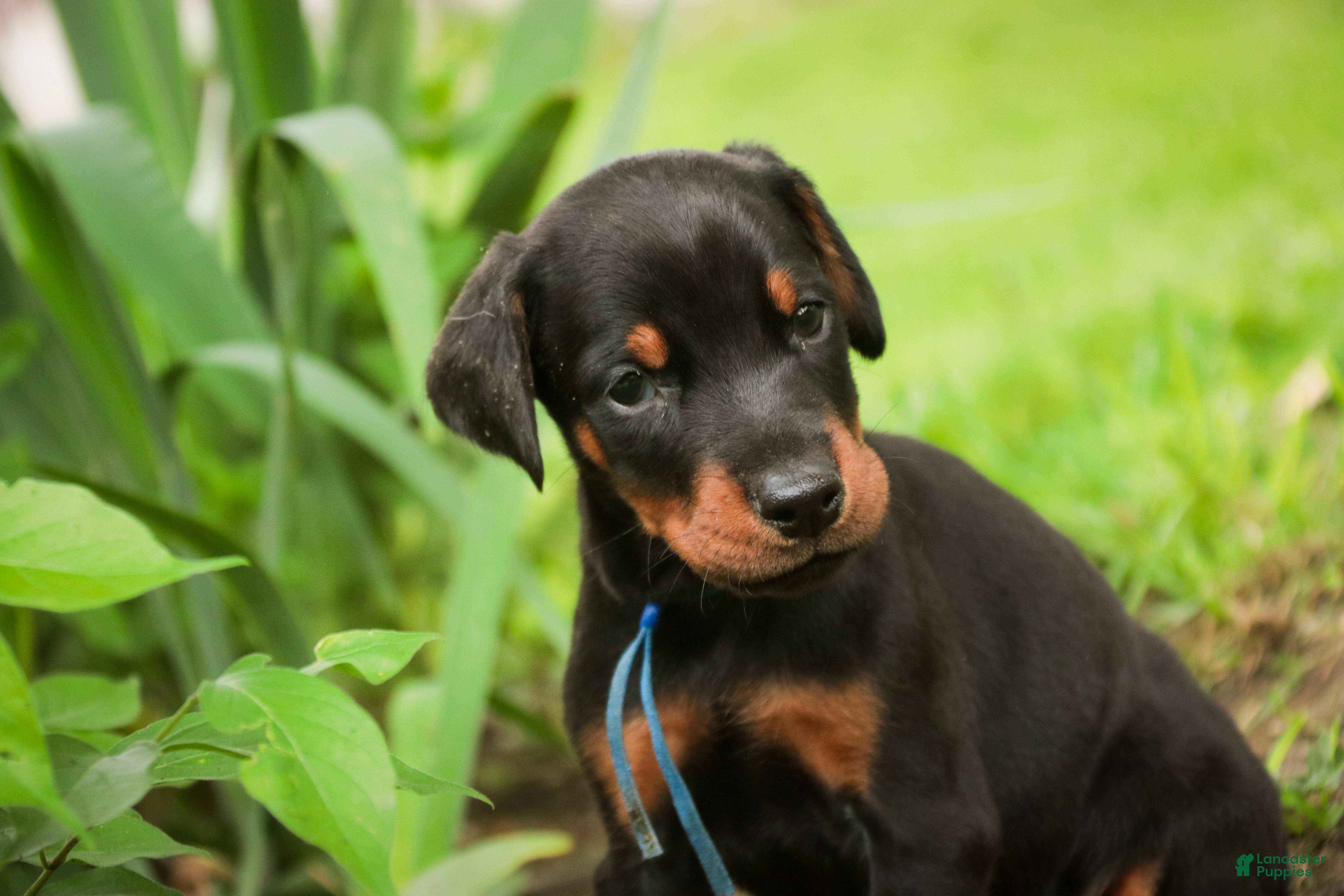 Doberman Pinscher dogs for sale: Malcolm - Ad 11