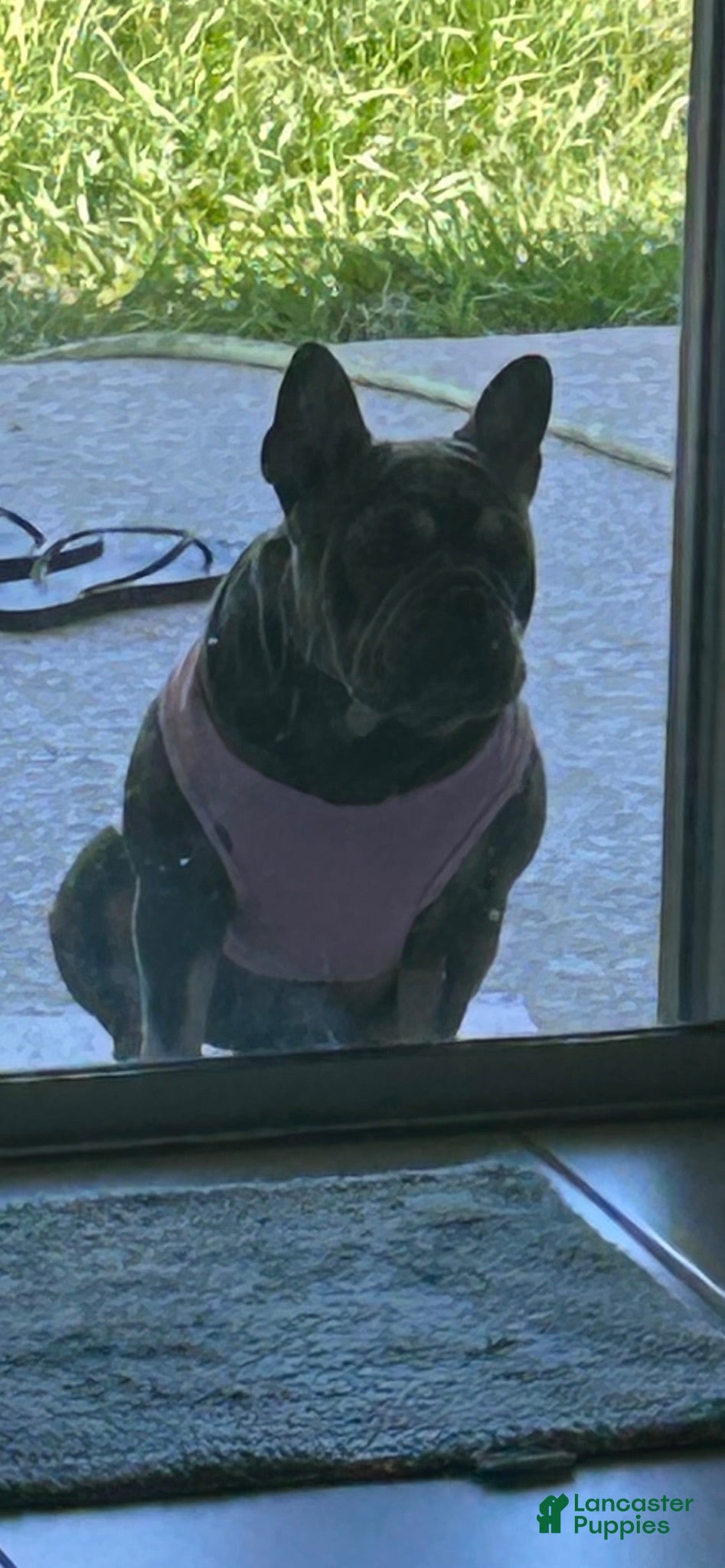 French Bulldog dogs Bonnie - Ad 2