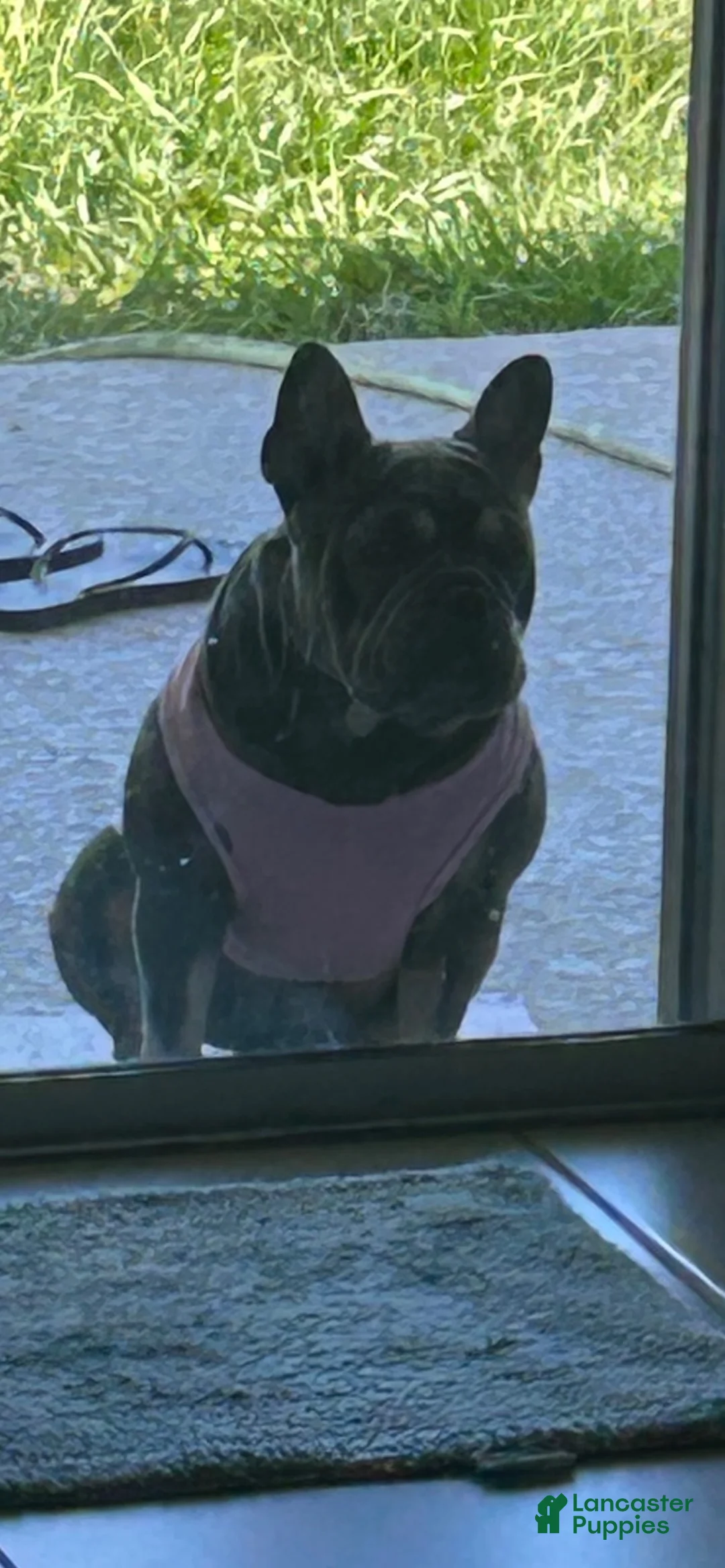 French Bulldog dogs for sale: Snow  - Ad 2