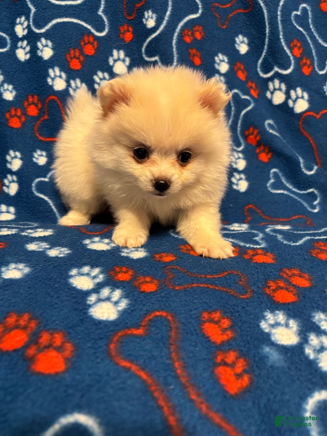 Pomeranian dogs for sale: Pomeranian Puppy 1 - Ad 4