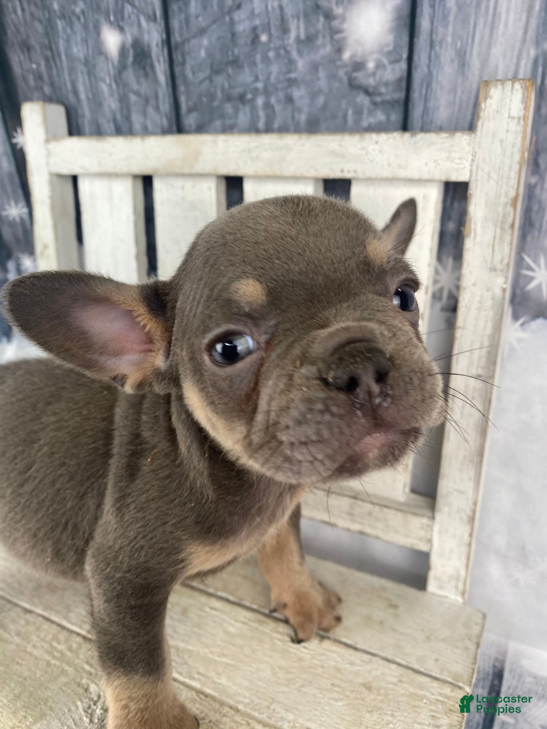 French Bulldog dogs for sale: Hunter - Ad 9