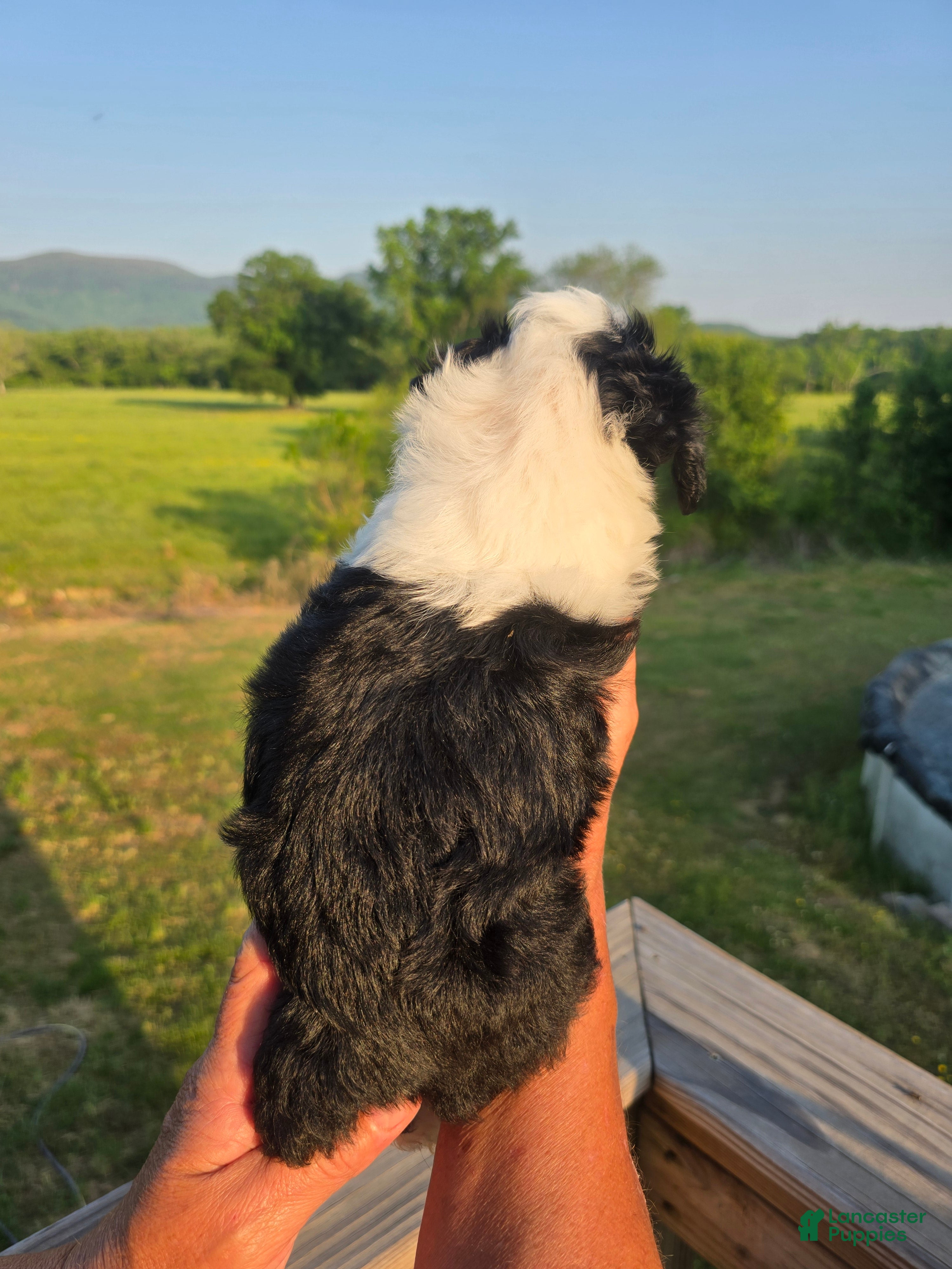 Mini Aussiedoodle dogs Anne - Ad 2