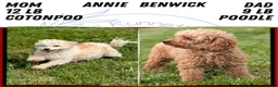 Mixed Breed dogs for sale: Dolly - Ad 9