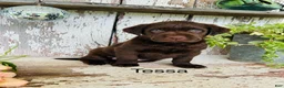 Labrador Retriever dogs for sale: Tessa  - Ad 1