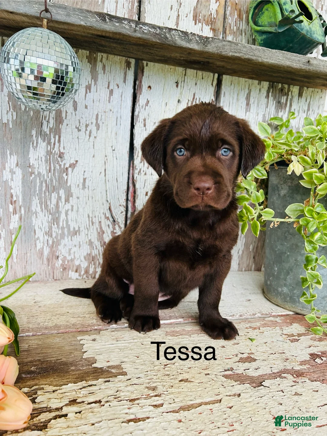 Labrador Retriever dogs for sale: Tessa  - Ad 1