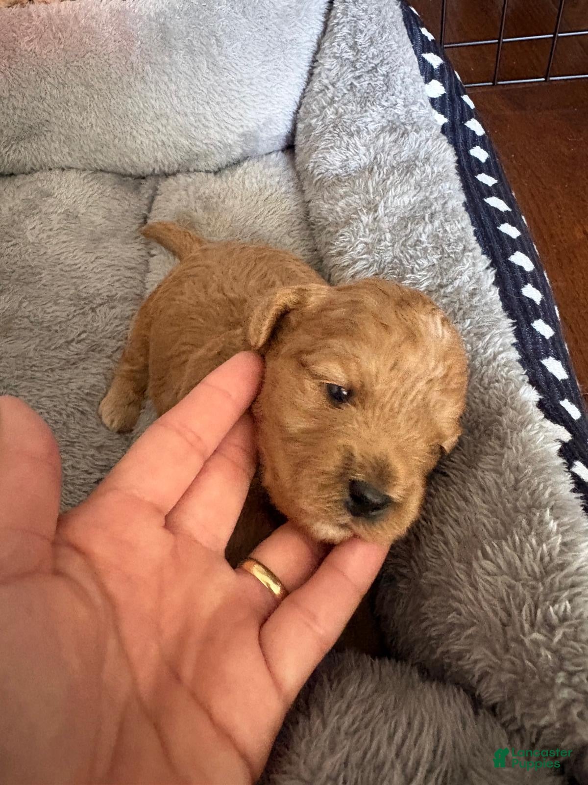 Toy Poodle dogs Caramelo  - Ad 1