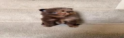 Pomeranian dogs for sale: Stacy - Ad 1