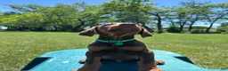 Doberman Pinscher dogs for sale: Doberman Pinscher Puppy 4 - Ad 3