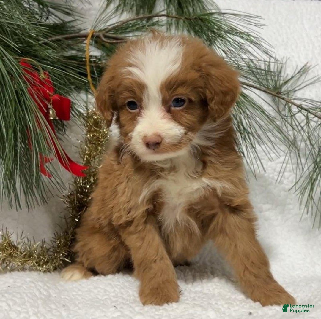 Mini Bernedoodle dogs for sale: Jingle - Ad 2