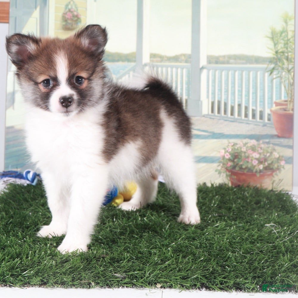 Pomeranian dogs Tubbs-Tough Little Pomeranian Puppy - Ad 1