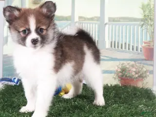 Pomeranian dogs for sale: Tubbs-Tough Little Pomeranian Puppy - Ad 4