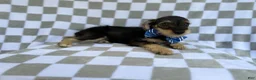Miniature Schnauzer dogs for sale: Alex - Ad 8