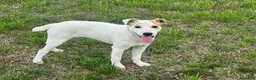Jack Russell Terrier dogs for sale: Jack Russell Terrier Boy 1 - Ad 3