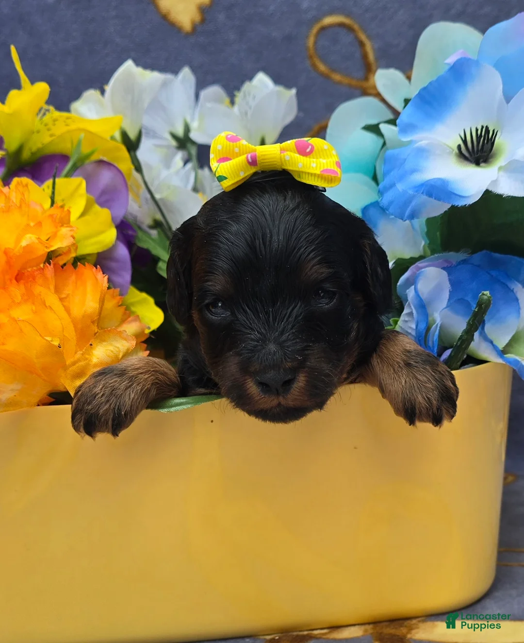 Cavapoo dogs for sale: Coc0 - Ad 2