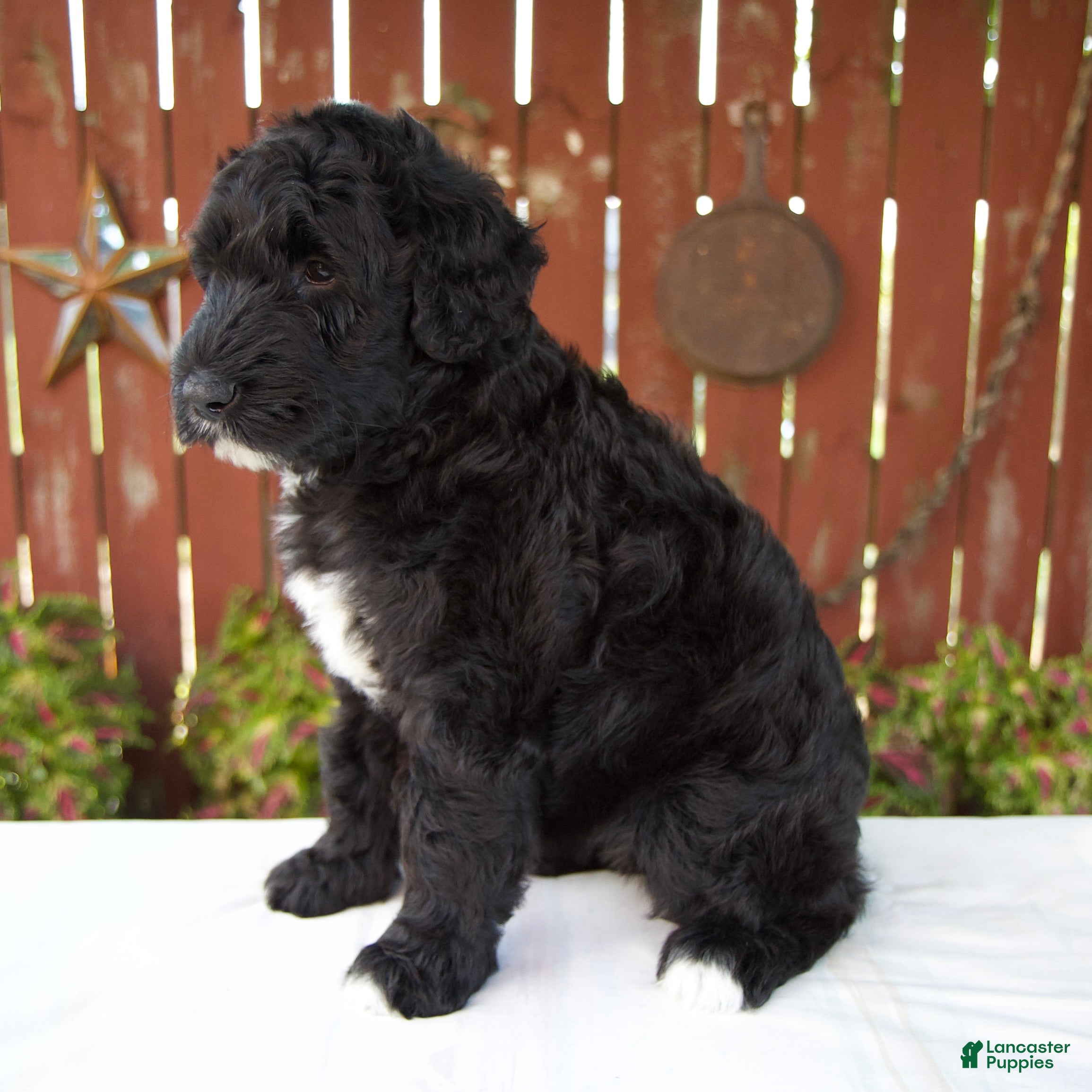 Giant Schnoodle dogs Melody - Ad 2