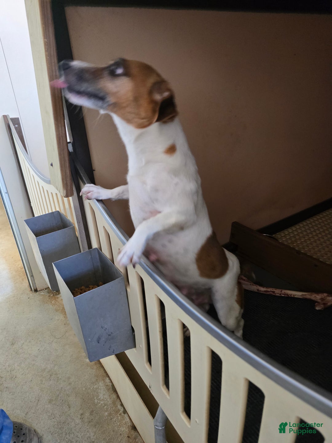 Jack Russell Terrier dogs for sale: Max - Ad 12