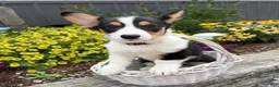 Welsh Corgi Pembroke dogs for sale: Nala - Ad 3