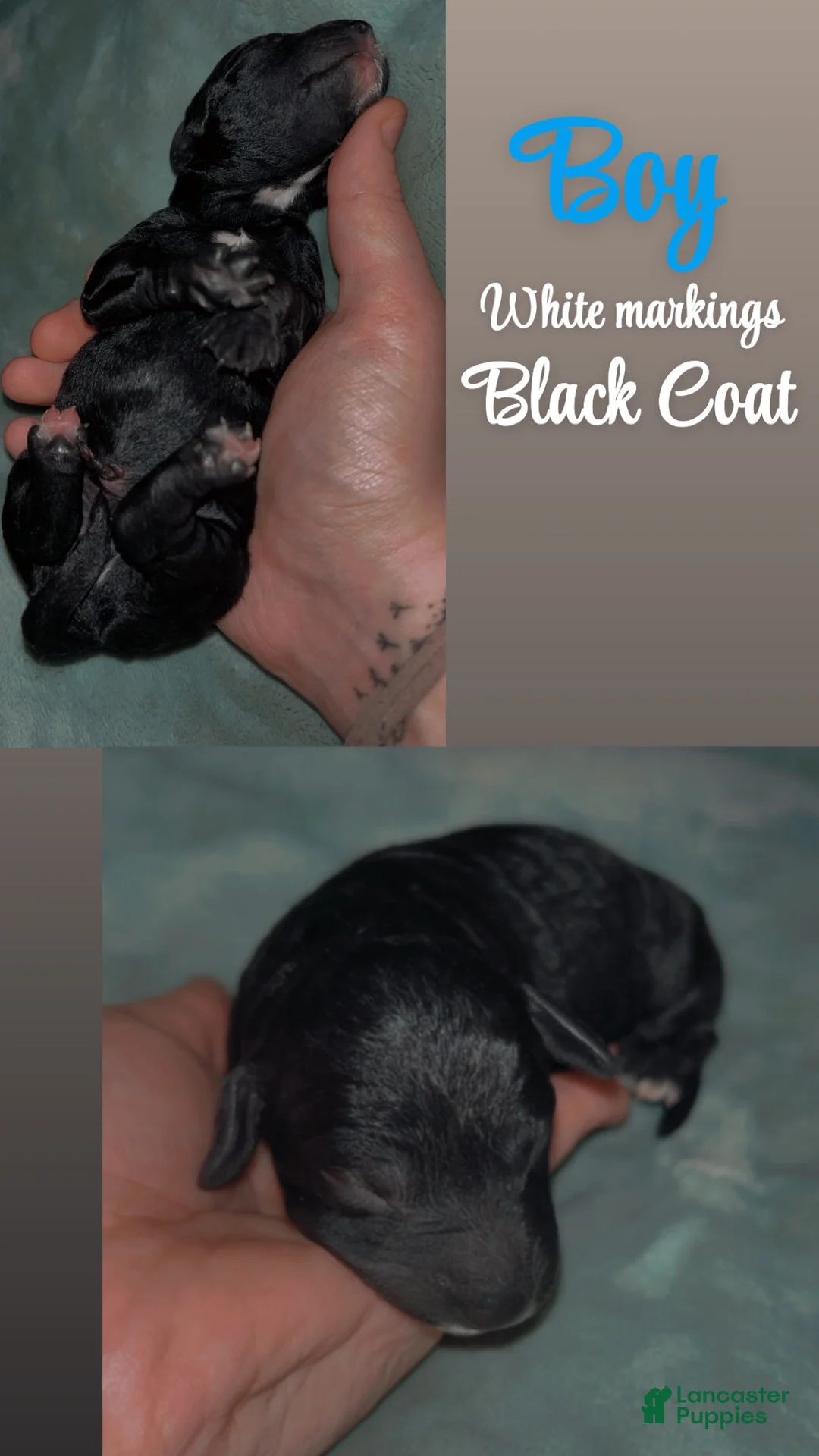 Labradoodle dogs for sale: Comet - Ad 3