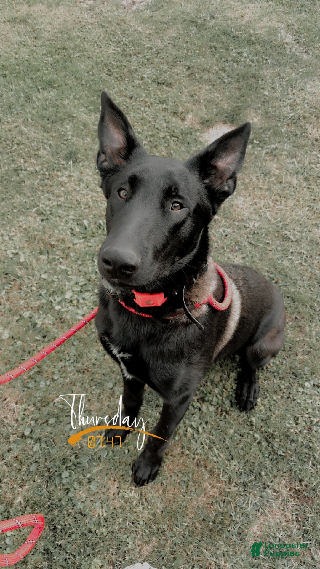 Belgian Malinois dogs for stud: Bode for stud - Ad 6