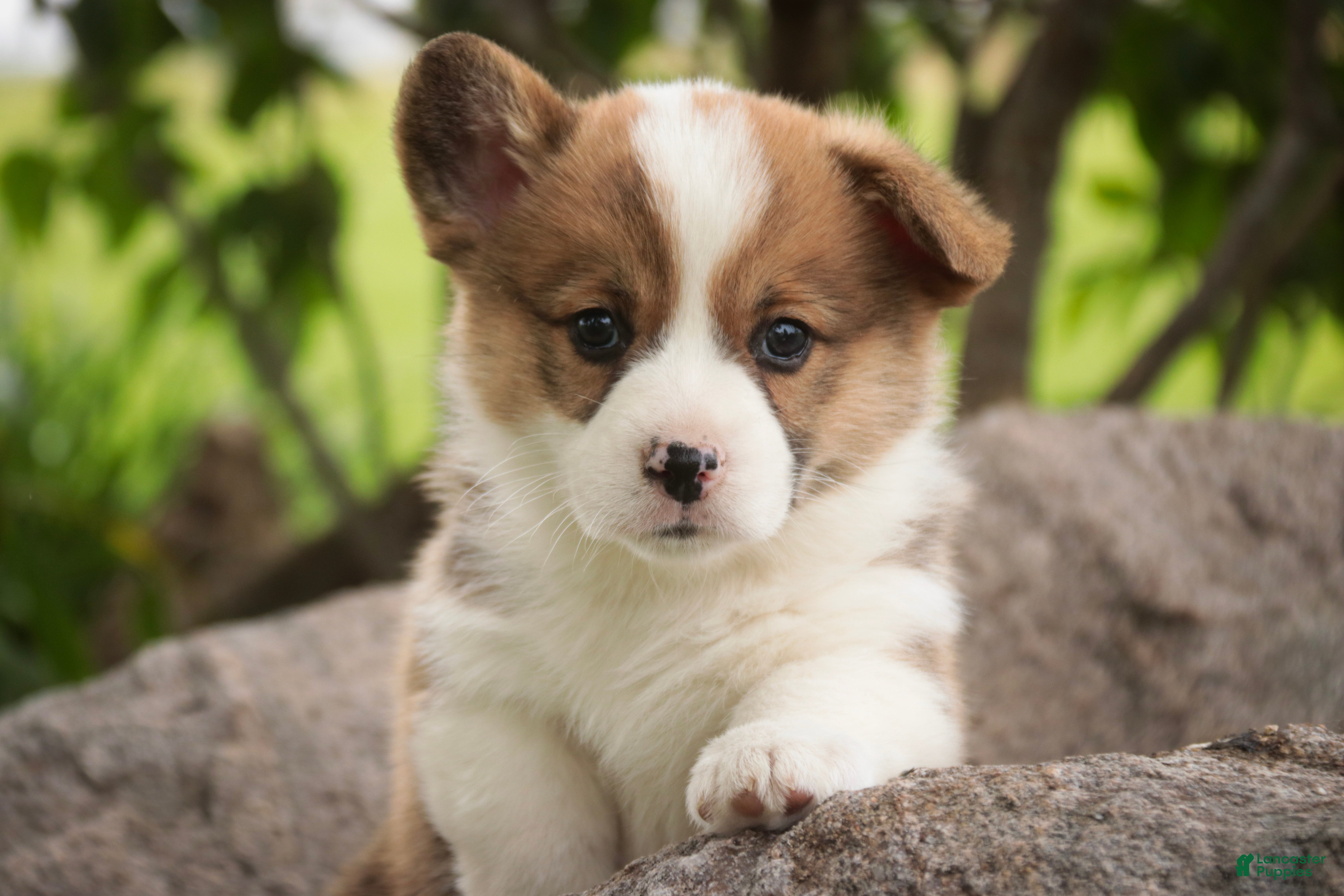 Welsh Corgi Pembroke dogs Andy - Ad 1