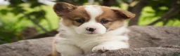 Welsh Corgi Pembroke dogs for sale: Andy - Ad 1