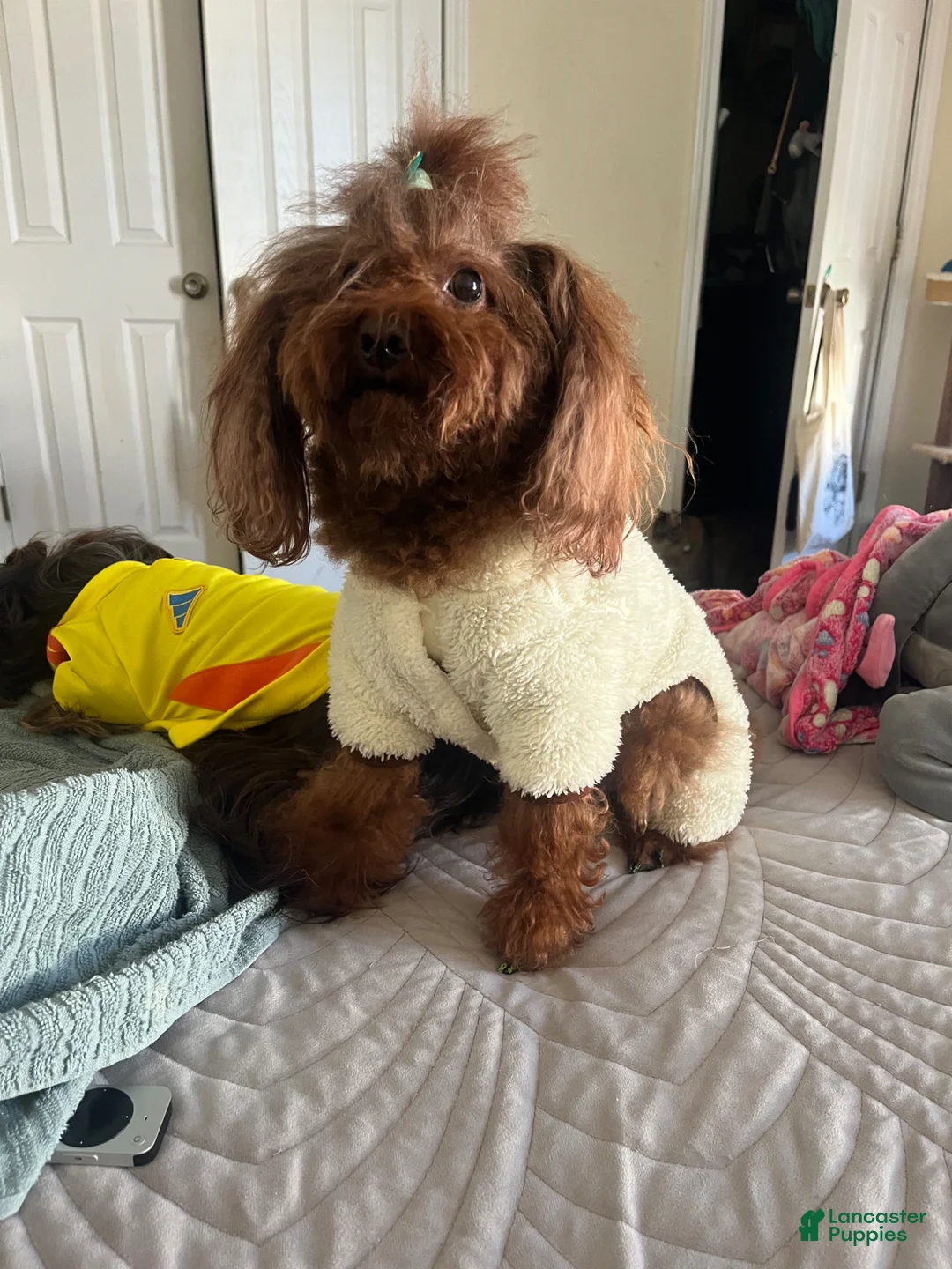 Toy Poodle dogs for sale: Toy Poodle Puppy 2 - Ad 3
