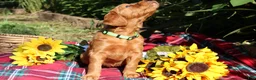 Mixed Breed dogs for sale: Lily - Irish Goldendoodle - Ad 18