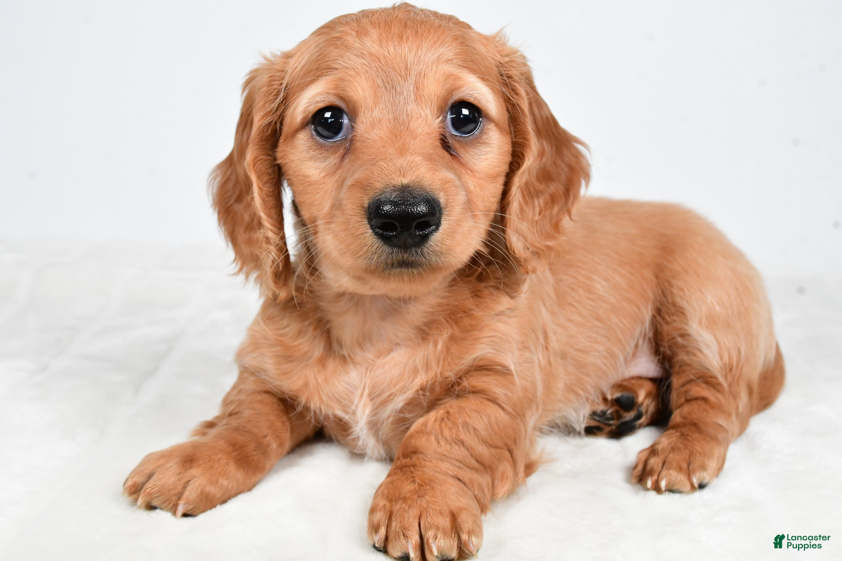 Miniature Dachshund dogs Denver - Ad 1