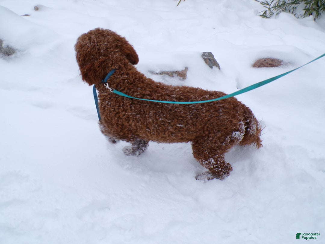 Mini Goldendoodle dogs for sale: Mini Goldendoodle Puppy 1 Cool Noodle - Ad 4