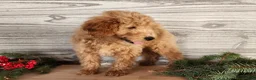 Mini Goldendoodle dogs for sale: Dover - Ad 14