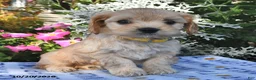 Cavachon dogs for sale: Tanner  - Ad 4