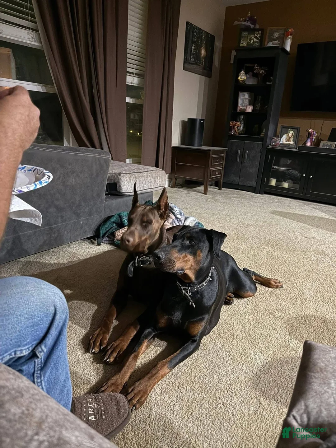 Doberman Pinscher dogs for sale: Doberman Pinscher Puppy 1 - Ad 2