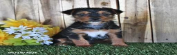 Yorkshire Terrier dogs for sale: Beau - Ad 4