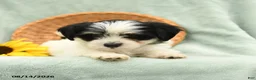 Havanese dogs for sale: Bubbles - Ad 3