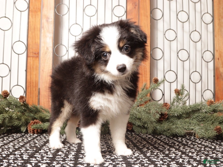 Miniature Australian Shepherd dogs Scarlette - Ad 2